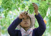 anh vd anh vd
